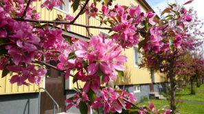 sony-xperia-z1-camera-sample-0018