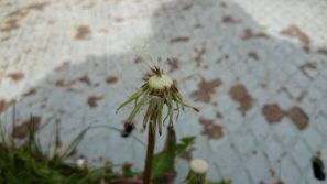 sony-xperia-z2-camera-sample-0002