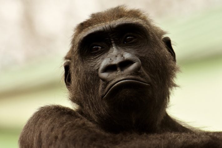 Gorilla Glass DX kan minska reflektionerna för klockskärmar med 75 procent